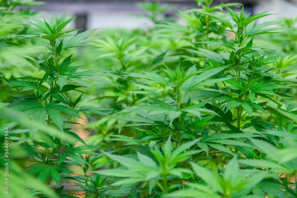 Fototapeta Commercial hemp farming in a greenhouse. Industrial Cannabis, marijuana, plants grown in a greenhouse cultivation