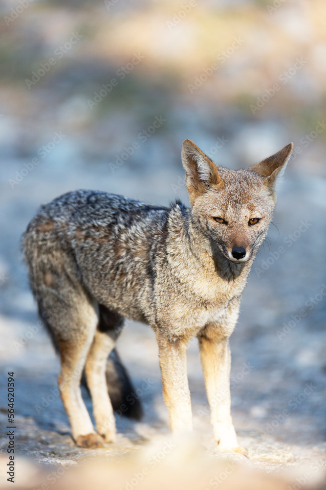 Naklejka premium Un zorro gris, Lycalopex griseus en habitat natural con luz del amanecer. Argentina.