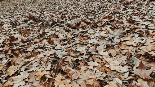 spining by the autumn leaves