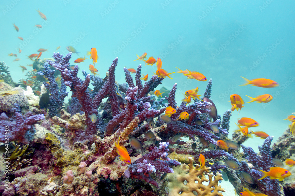 Obraz premium Colorful coral reef with blue hard coral and exotic fishes Anthias on bottom of exotic sea