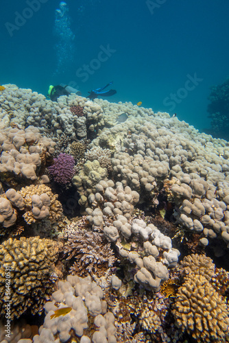 Colorful  picturesque coral reef at the sandy bottom of tropical sea  hard corals and diver  underwater landscape