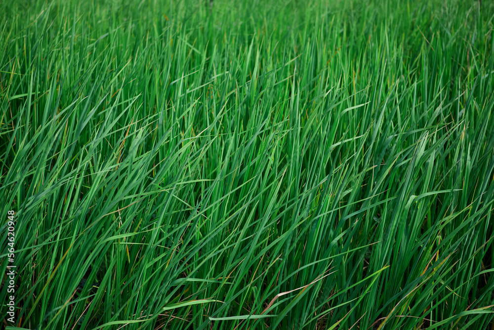 Green rice field Green rice field