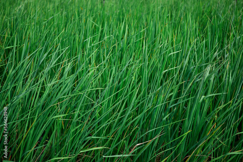 Green rice field