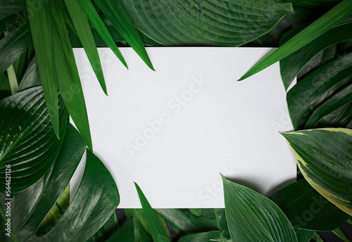 Tropical border featuring Plantain lilies, monstera leaves and hostas