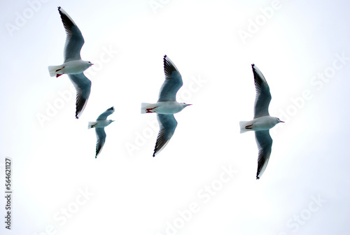 seagulls fly over sea water bottom view