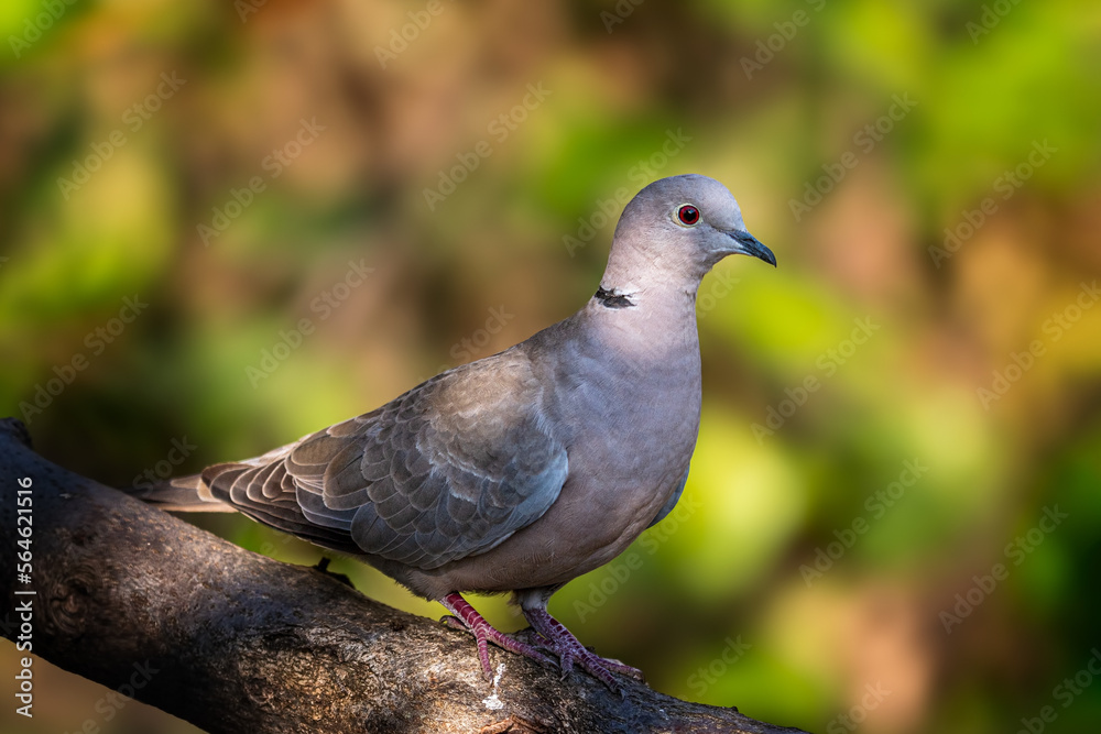 Eurasian collared dove
Streptopelia decaocto Eurasian collared dove
Streptopelia decaocto