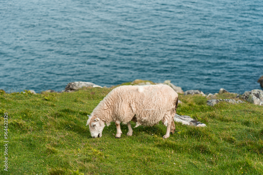 White sheep eating grass in a field.