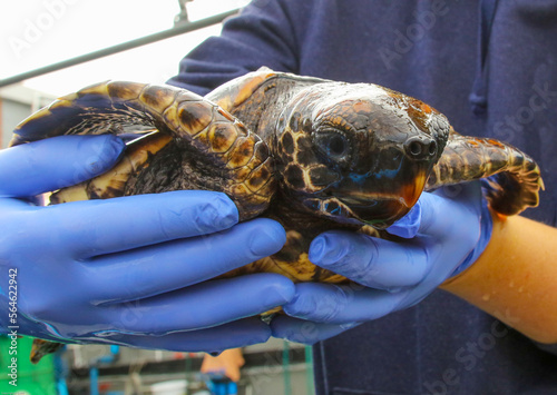 Rescued sea turtle bay hatchling being held by a vet