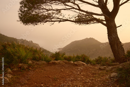 Aussicht auf das Mittelmeer von einer Aussichtsplatz entlang der Tramuntana langstrecken Wanderweg auf Mallorca mit Fichte im Frühling