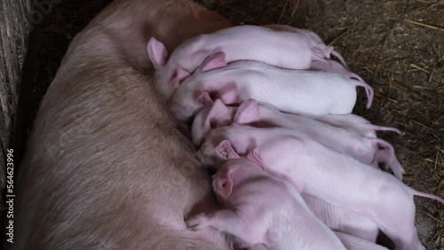 Many young piglets eat breast milk.