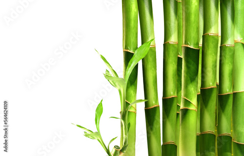 Lucky Bamboo, stems and leaves, on the right