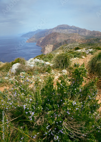 Westküste Mallorcas im Frühling mit starkem Wind, wilde Blüten und den Tramontane Langstrecken Wanderweg in den Bergen
