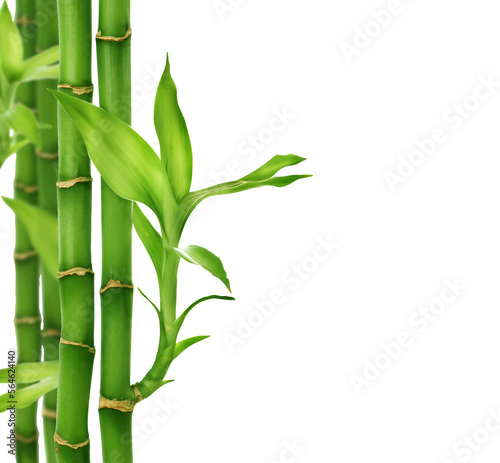 Fototapeta Naklejka Na Ścianę i Meble -  Lucky Bamboo, stems and leaves, on the left