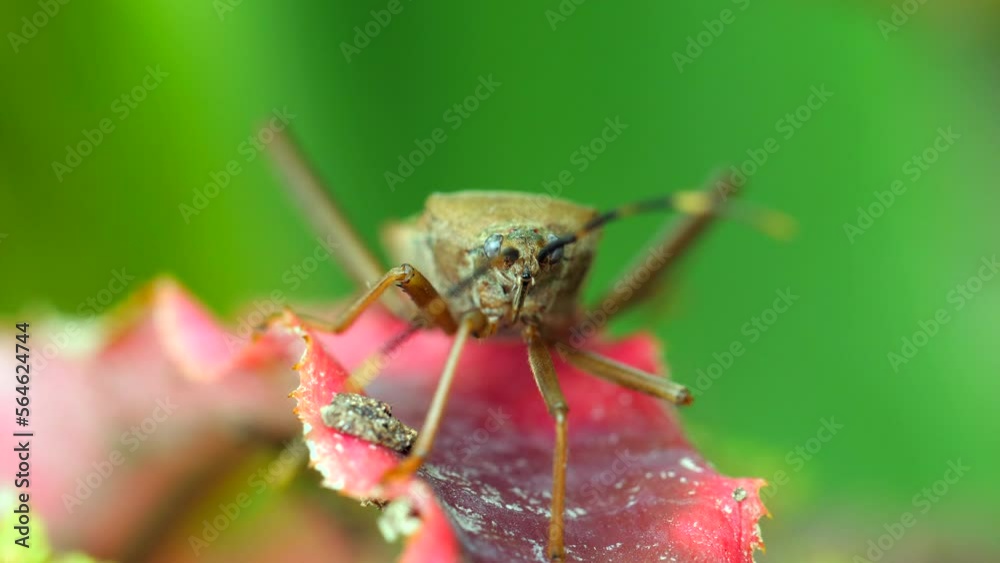 Squash bug insect sitting on blade of green grass. Close-up shot Squash bug insect sitting on blade of green grass. Close-up shot