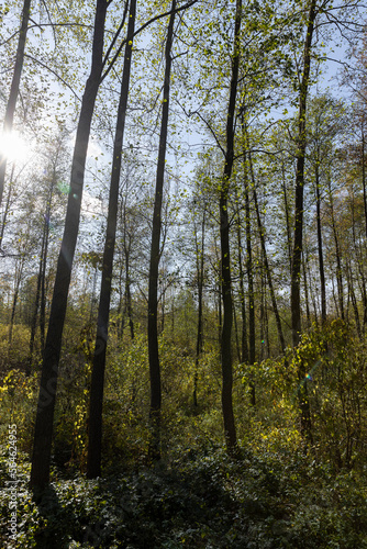 Trees with foliage falling in autumn