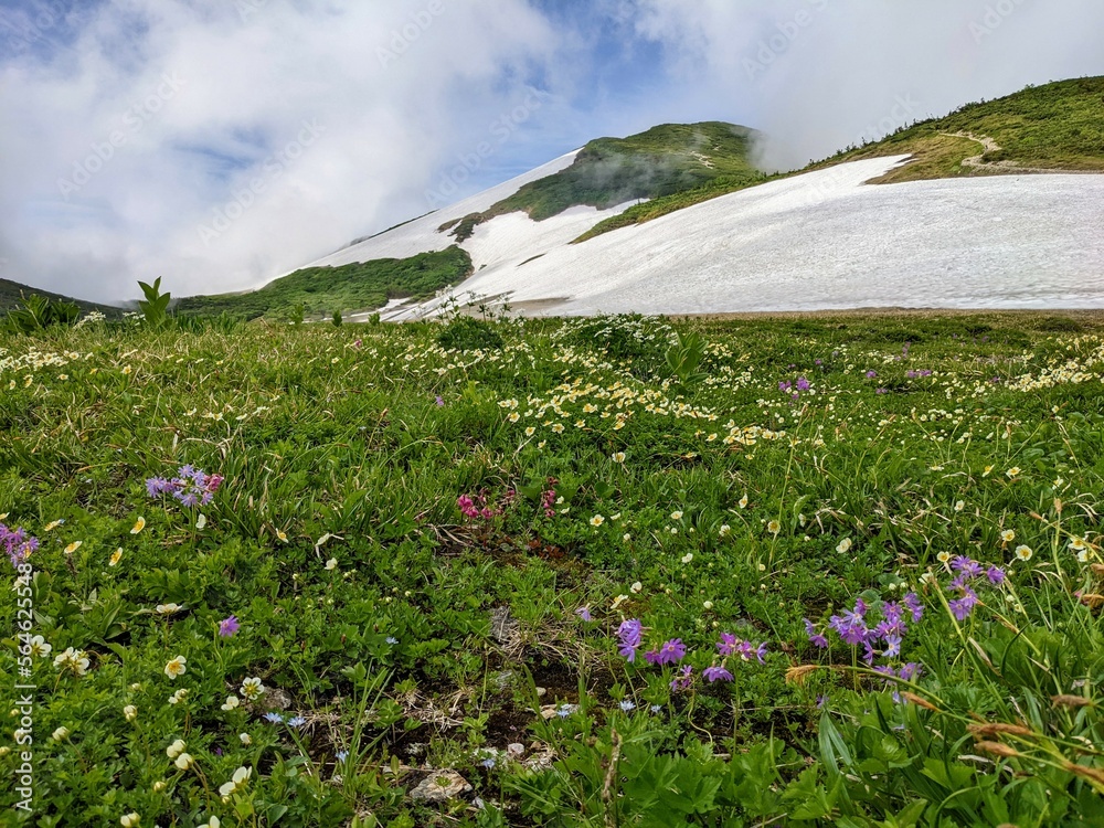 Flower field and mountain trails around Hakuba Oike above the clouds in July. Otari Village, Nagano Prefecture, Japan