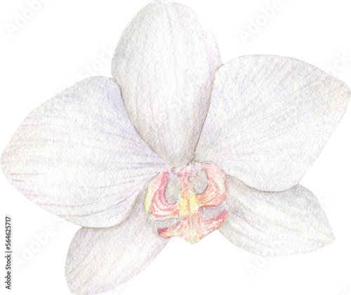 Watercolor Orchid white color flower garden Hand