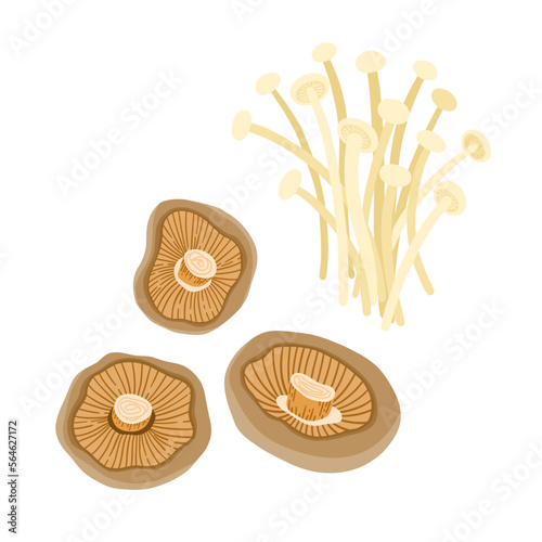 Shiitake and enoki (Flammulina velutipes) mushrooms. Traditional Asian cuisine. Vector clipart set.