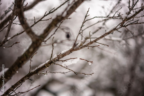 Bare tree branches with drops and snow, abstract natural winter background