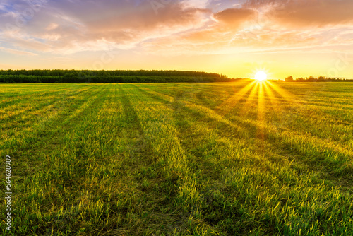 Scenic view at beautiful spring sunset in a green shiny field with green grass and golden sun rays  cloudy sky on a background  forest and country road  summer valley landscape