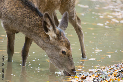 Portrait of the young hind at the watering hole photo