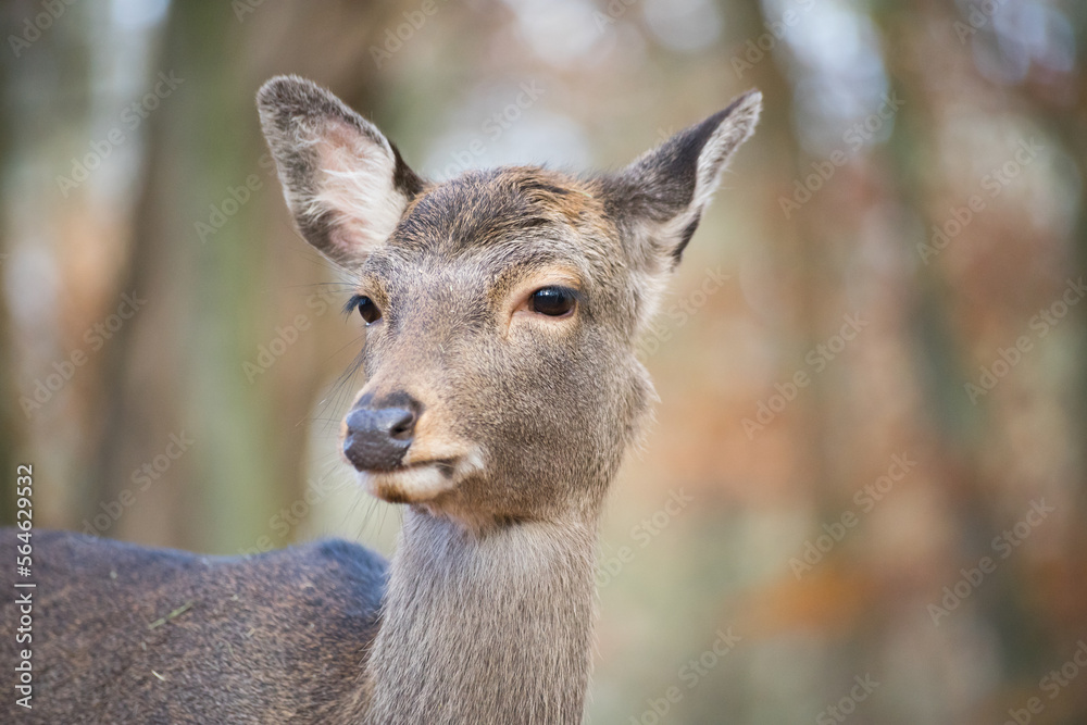 Portrait of a sika deer lady Portrait of a sika deer lady