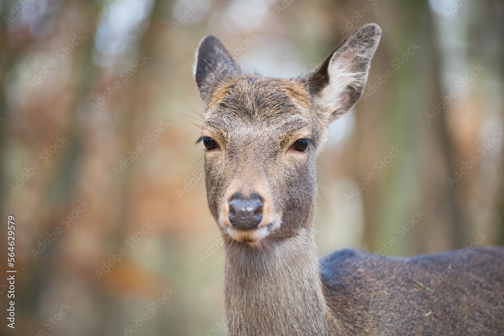 Portrait of a sika deer lady 