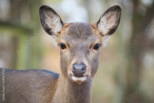 Fototapeta Naklejka Na Ścianę i Meble -  Portrait of a sika deer lady 