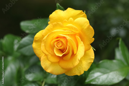 Flower of orange rose in the summer garden. Yellow garden rose on a bush in a summer flowerbed. Flower bush. Fresh yellow rose on natural background. Valentine s day. Postcard.