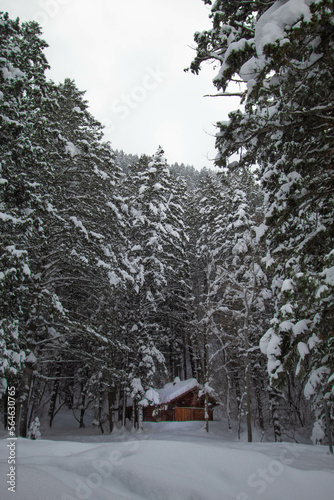 Cabin in the woods