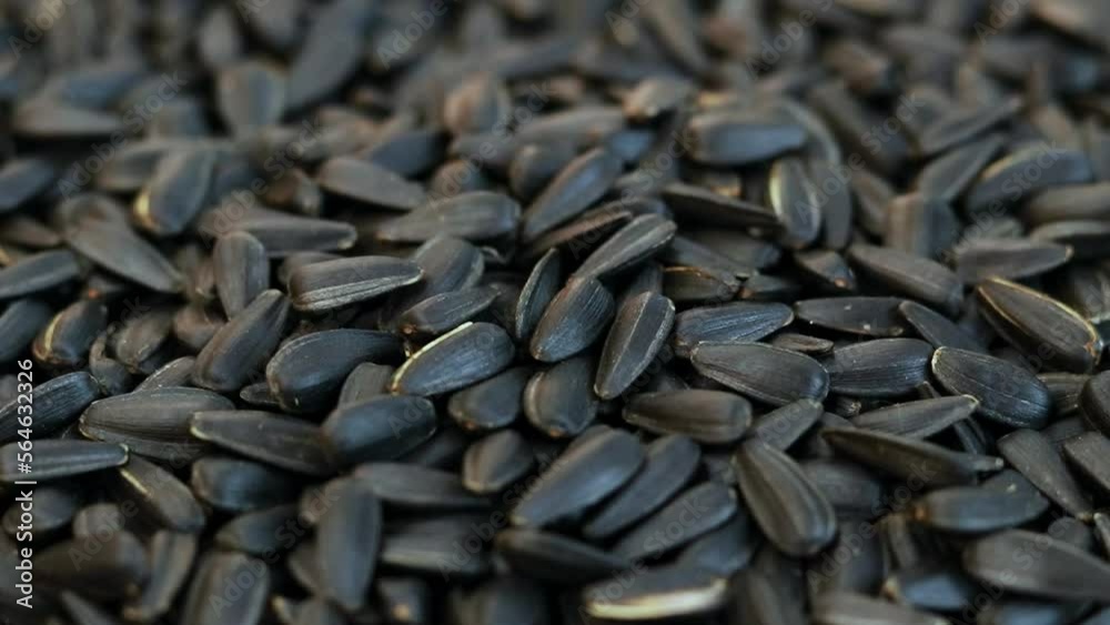 The sunflower seeds close-up. The sunflower seeds after harvest. Pile of Dried Sunflower Unpeeled Seeds. Healthy Source of Vitamins The sunflower seeds close-up. The sunflower seeds after harvest. Pile of Dried Sunflower Unpeeled Seeds. Healthy Source of Vitamins