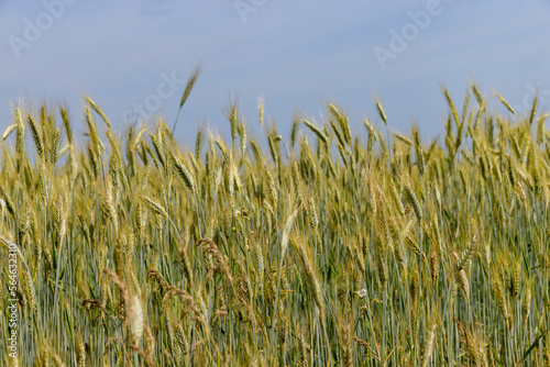 A field with unripe wheat in the summer season