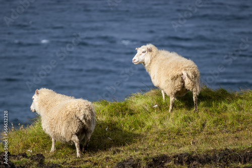 Icelandic Sheep Graze at the Mountain Meadow near Ocean Coastline, Domestic Animal in Iceland