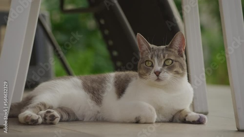 Wallpaper Mural Domestic short hair tabby cat relaxing in porch Torontodigital.ca