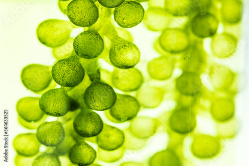 Tableau sur toile macro microscope closeup shot of green algae water plant with biotechnology scie