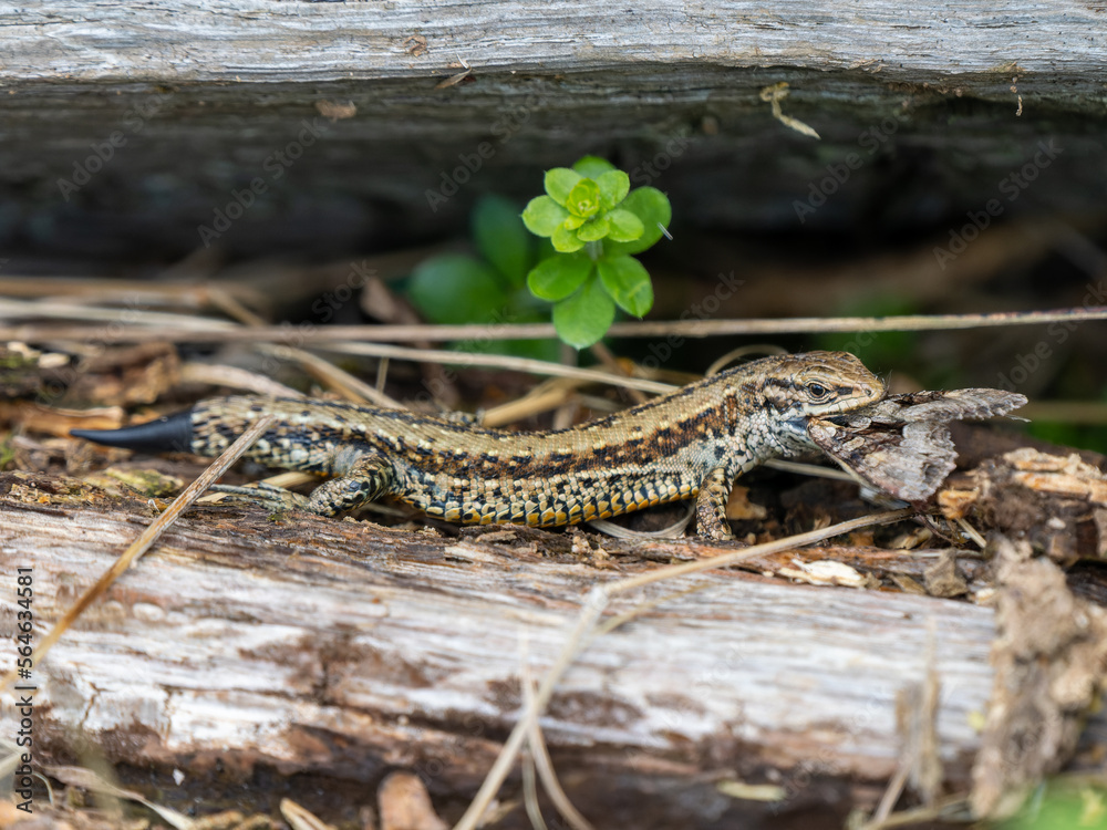 Common Lizard Predating a Moth Common Lizard Predating a Moth