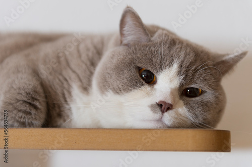 Wallpaper Mural Liegender bicolor Britisch Kurzhaar Kater auf seinem Kratzbaum Torontodigital.ca