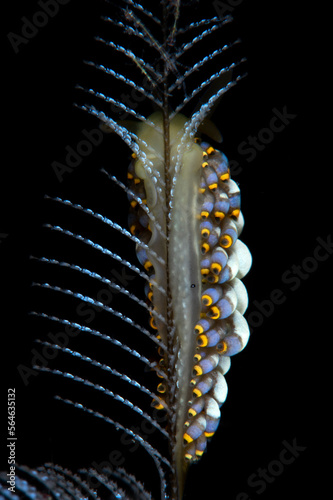 Nudibranch (sea slug) - Trinchesia sp. feeds on a hydroid. Underwater macro world of Tulamben, Bali, Indonesia. photo