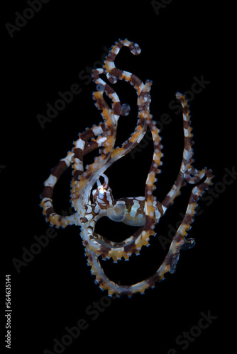 Juvenile Wunderpus Octopus - Wunderpus photogenicus. Underwater life of Tulamben, Bali, Indonesia.
