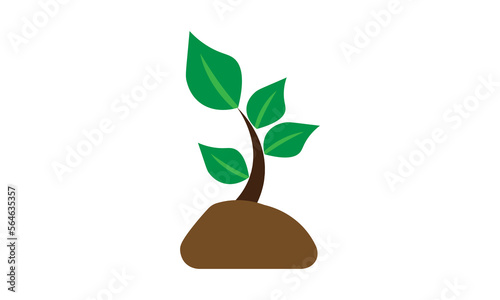 plant growing from a tree