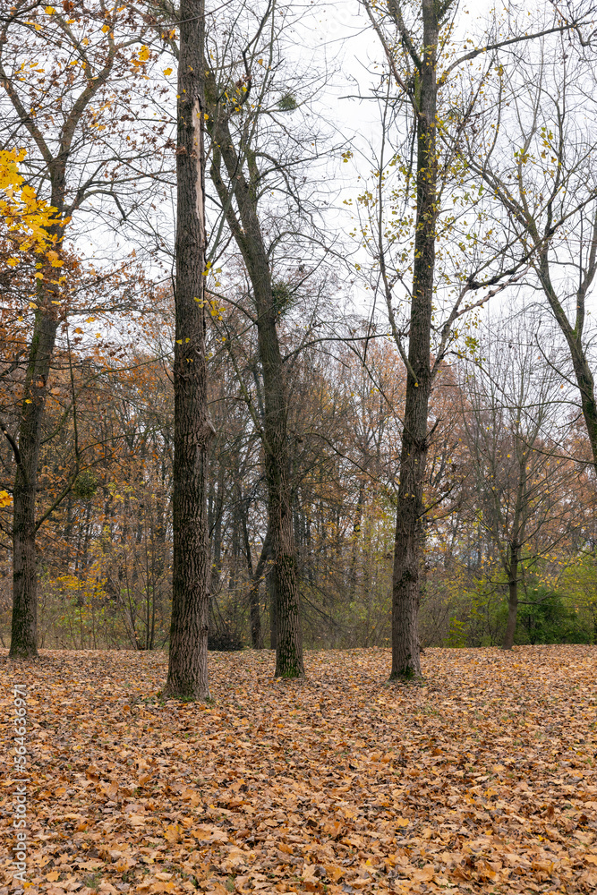 Dull orange foliage on trees in autumn cloudy weather Dull orange foliage on trees in autumn cloudy weather