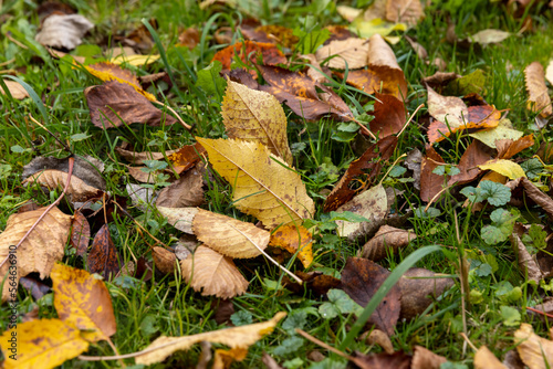 yellow foliage of trees on green grass in autumn