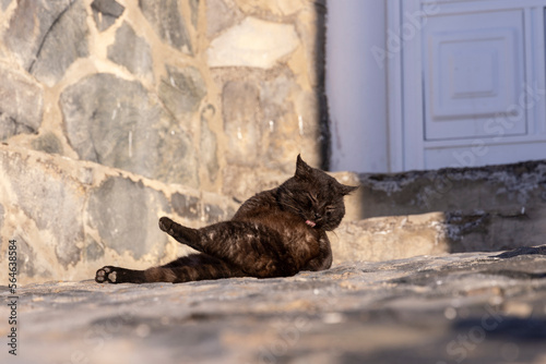 Fototapeta Naklejka Na Ścianę i Meble -  Gato negro callejero limpiándose