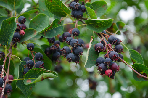 Irga bush with black berries