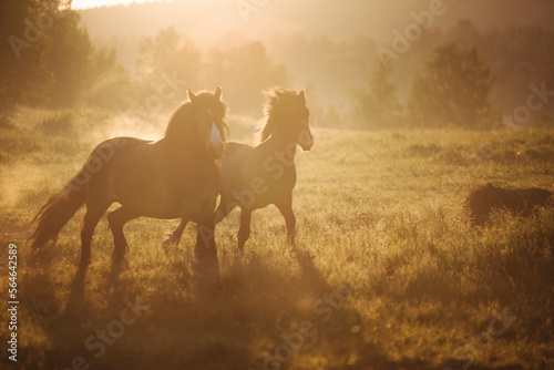 Horses running in field at sunrise