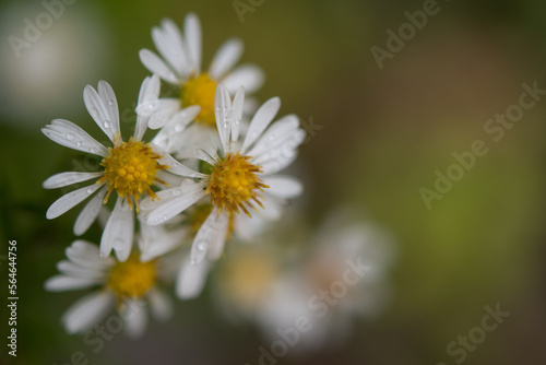 White wildflowers with water droplets