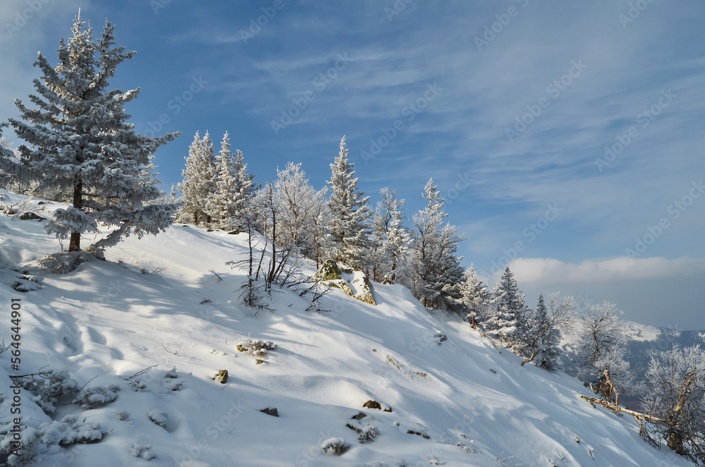 snow-covered small fir-trees on a snowy slope. trees on a mountain and blue sky in white clouds