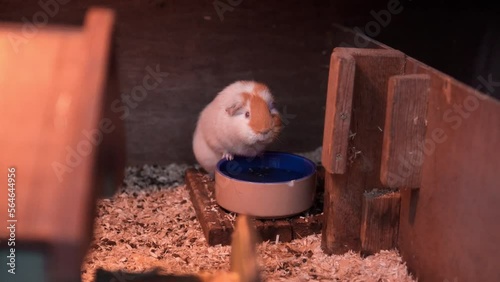 Guinea pig in a cage eating from blue bowl photo