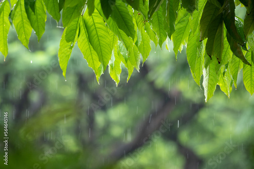 raining shower drop on leaf tree, close up of rainfall in jungle,Heavy Rain Falling on Tree Leaves in forest. droplets fixed on green leaves, Raining day in tropical forest. Raindrop in deep jungle.