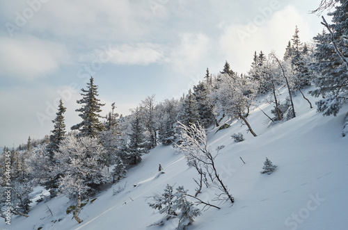 trees in the snow grow on the slope of the mountain. winter forest in the mountains